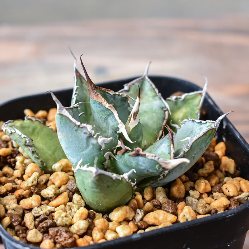 アガベ　シャークソウイ アガベ チタノタ 