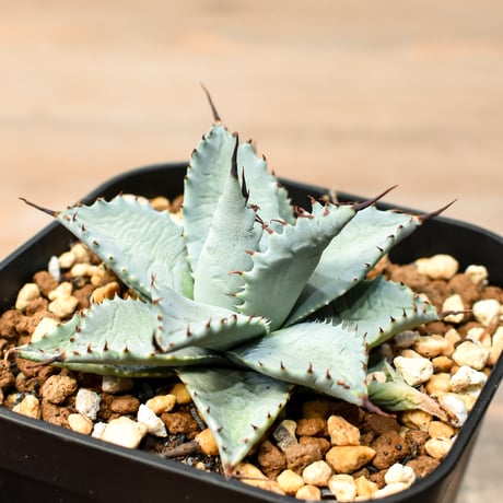 アガベ ハイブリット 日系イシスメンシス×象牙妖炎（陽炎エボリ）【台湾botanical_seeker産】RF25011389
