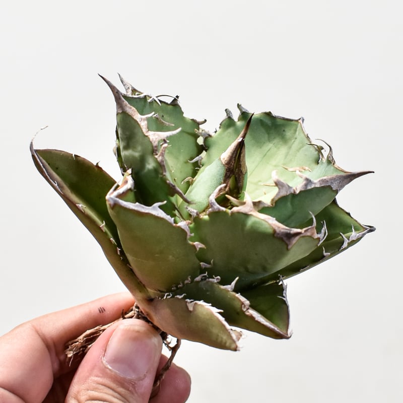 25-57 アガベ ギロチン ロウルサンコ産 札付 根付き Yahoo!オークション - ロック Rock キズあり 多肉植物 アガベ 発根済み