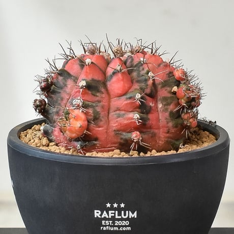 ギムノカリキウム ミハノビッチ "緋牡丹錦"（発根済み）RF231007(T)