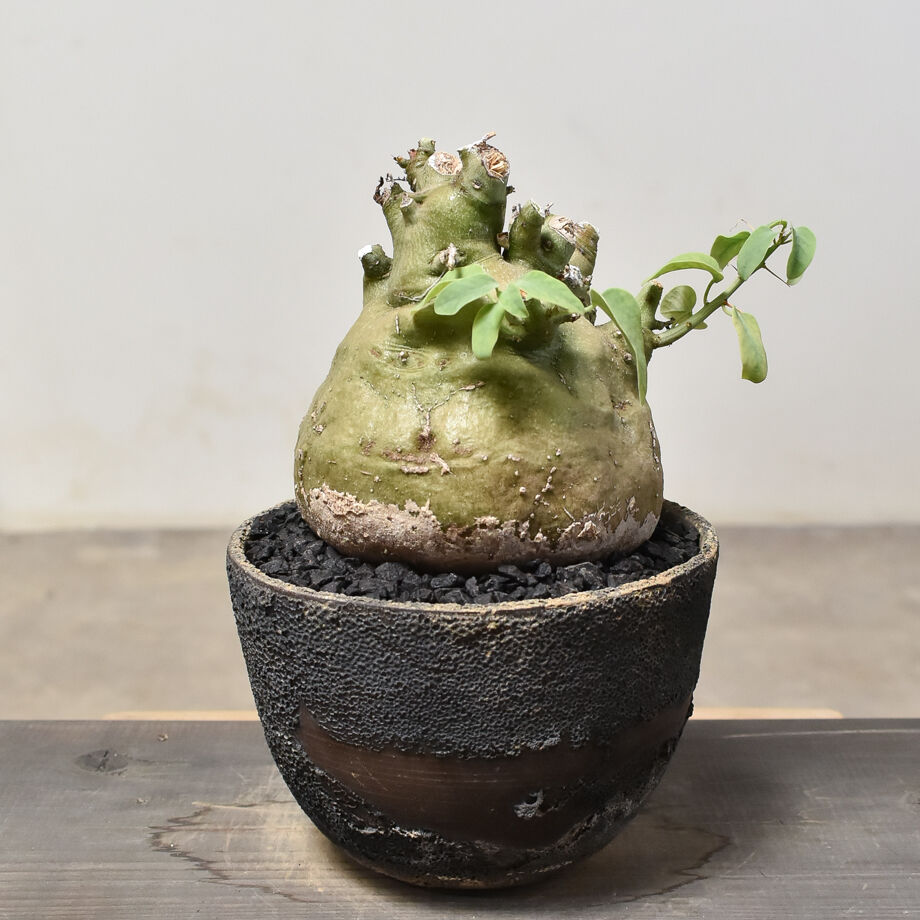 SALE！【特大株】アデニア スピノーサ 発根済み W約20cm