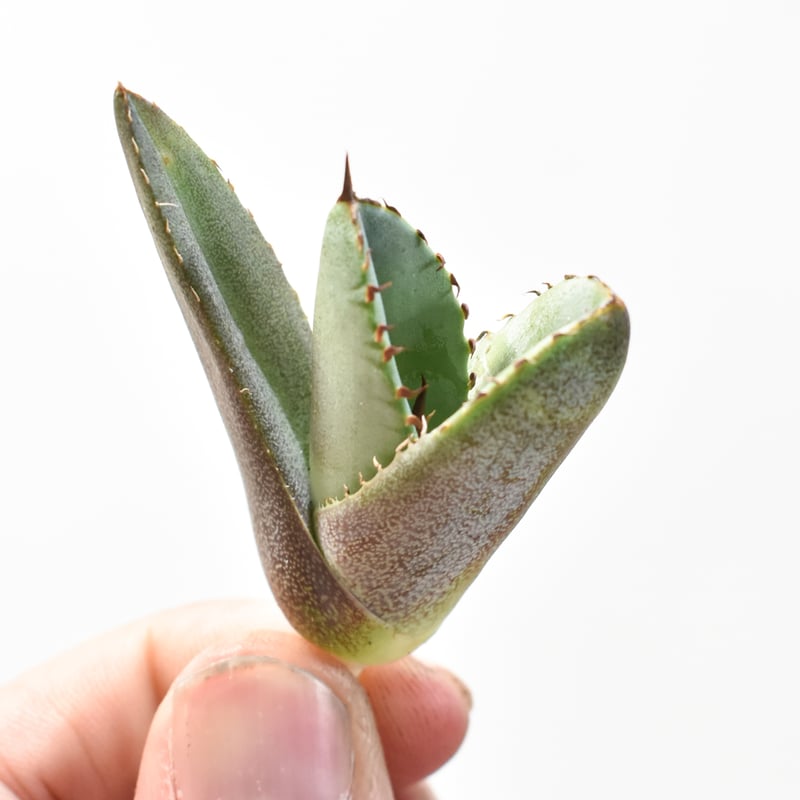 アガベ チタノタ 