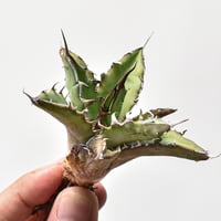 ユタエンシス エボリスピナ×(ポタトラム