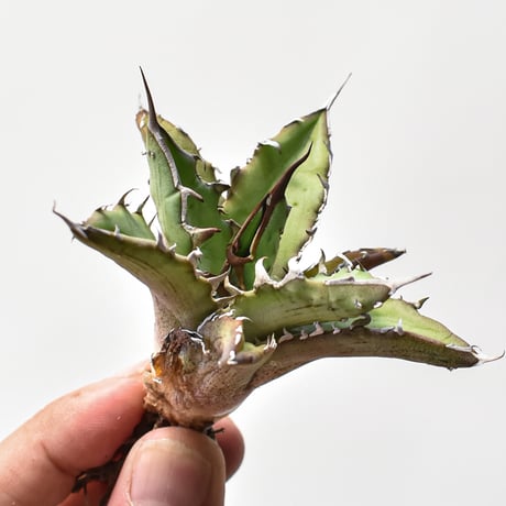 CATEGORY アガベ ハイブリット 