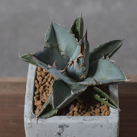 アガベ チタノタ ホワイト【白肌】RF22778