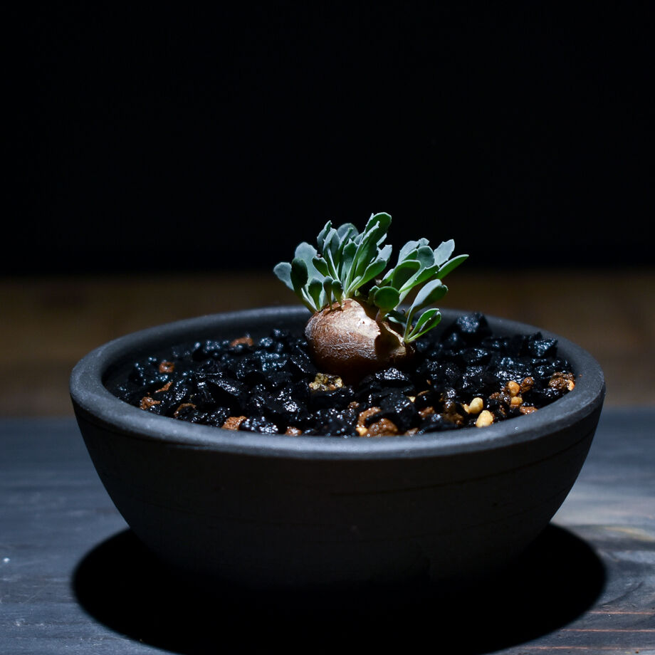 Othonna cacalioidesオトンナ・カカリオイデス I 多頭 - 塊根植物 