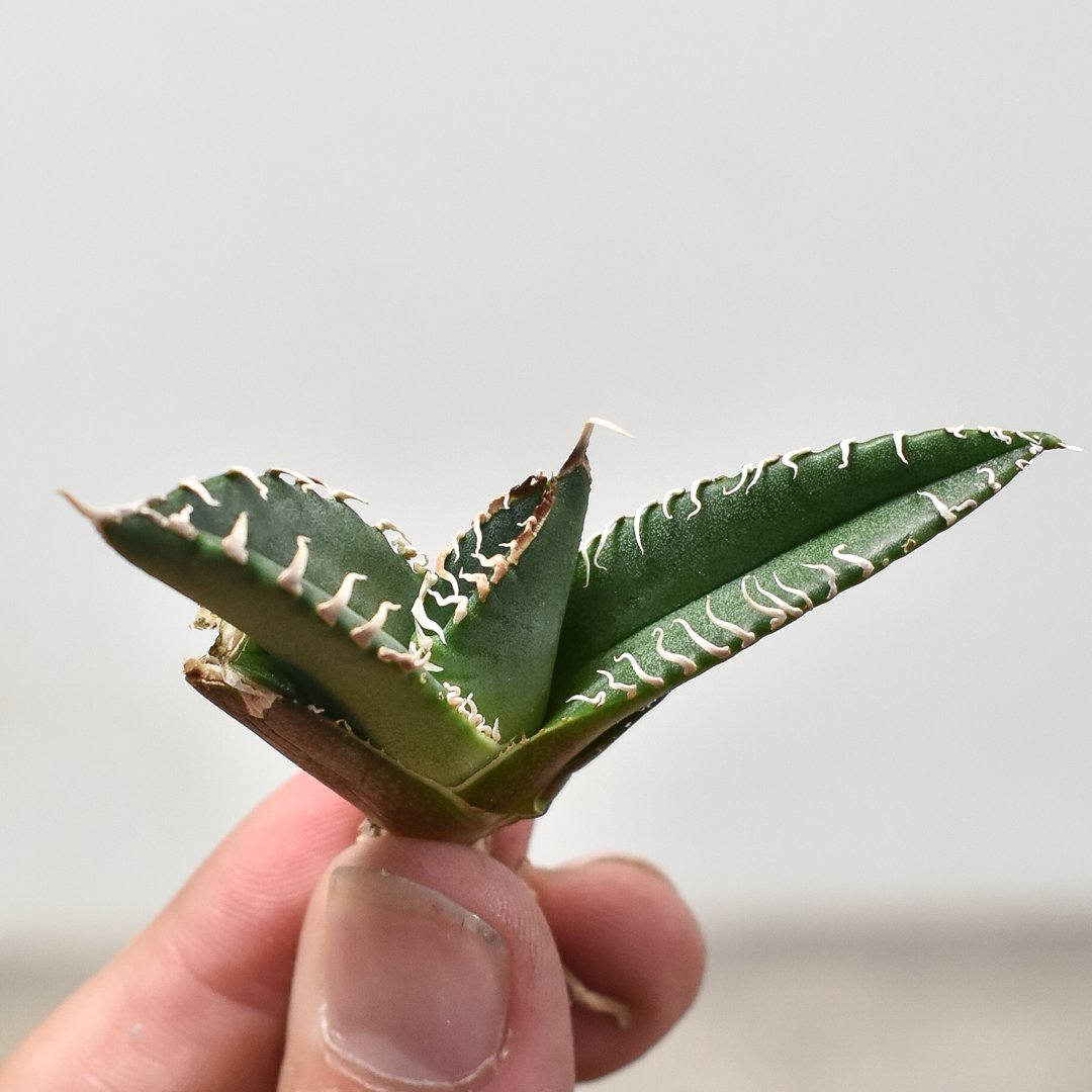 選抜【匿名配送】狂刺 ぶつぶつ アガベ チタノタ 星空 TC 大きめ