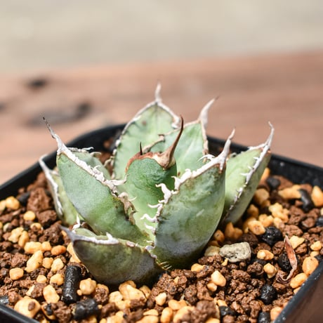 アガベ チタノタ "シャークソウイ"【RAFLUM産/子株/発根済み】RF2401810