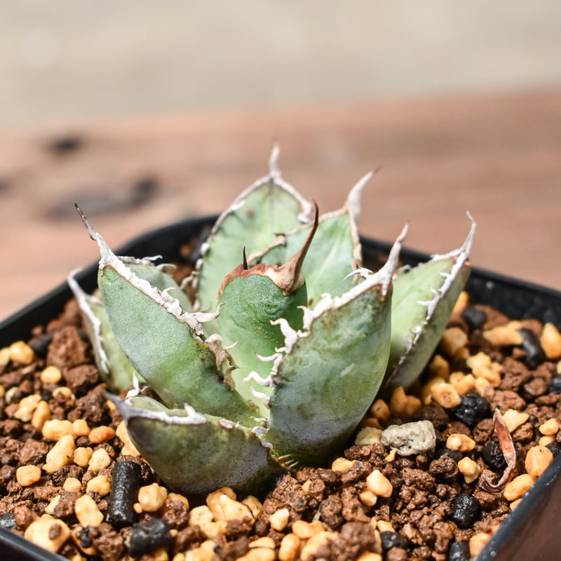 agave titanota sharksoui アガベシャークソウイ四