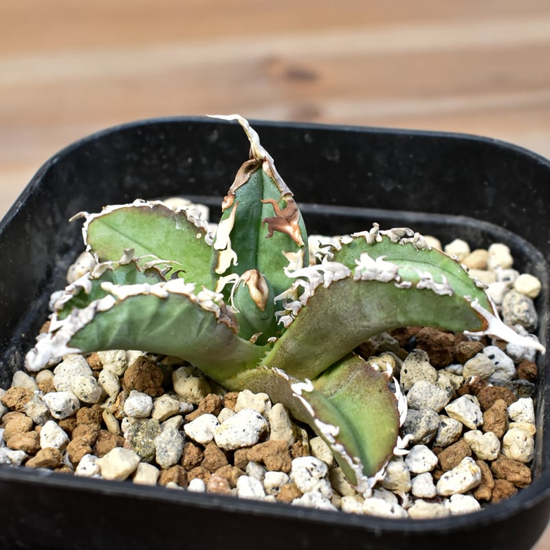 Agave titanota 日冕(コロナ)大 台湾ゴジラ アガベ チタノタ アガベ チタノタ 台湾ゴジラ / TG-01 | アガベ専門店 モンスター