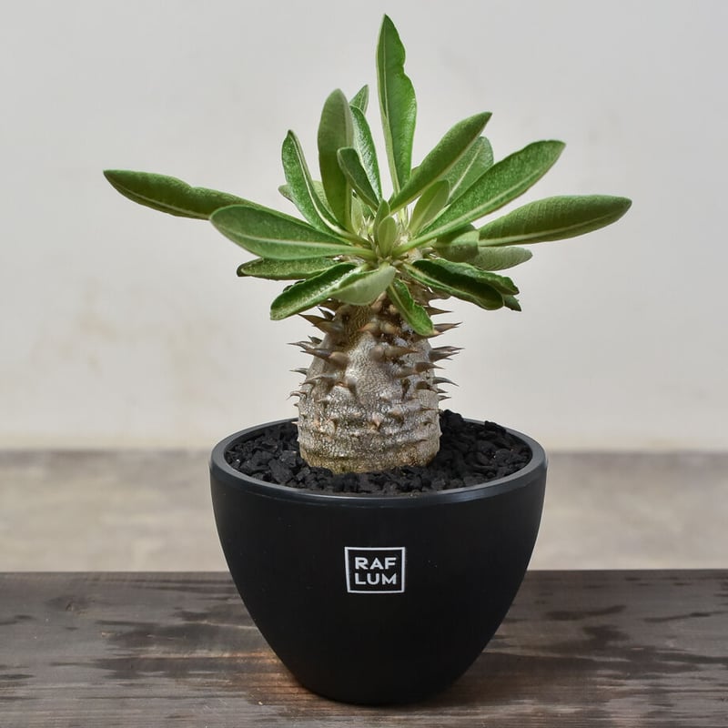 パキポディウム・デンシカウレ 