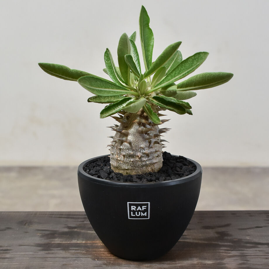 パキポディウム　恵比寿大黒　デンシカウレ パキポディウム デンシカウレ 恵比寿大黒① | hanayoshi-botanical