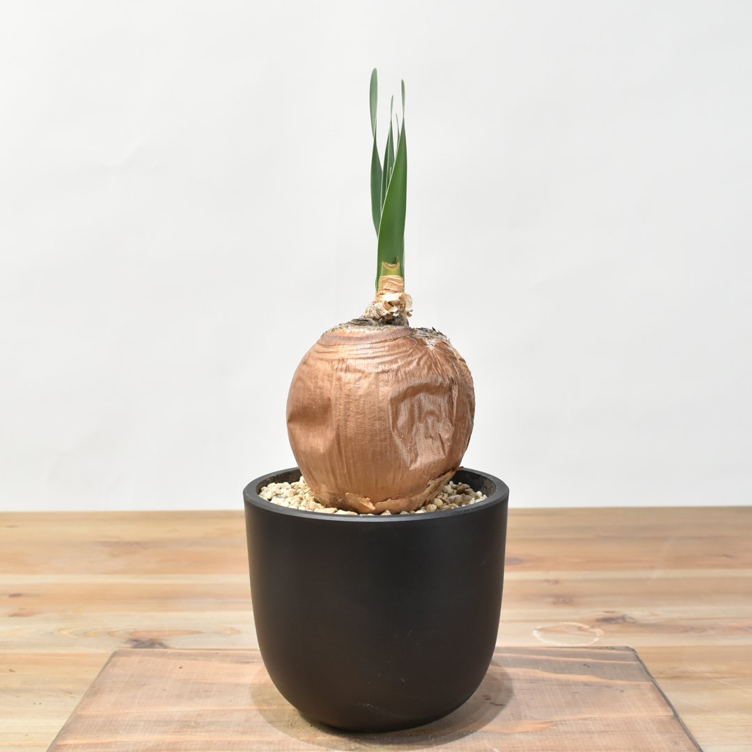 ブーファン ディスティチャ 【発根済み】HK25010502 | RAFLUM