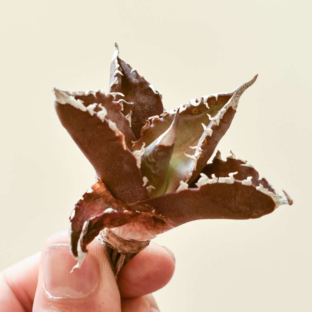 レア品種】アガベ チタノタ WANDA / 汪達【台湾 dragon agave産/抜き苗/