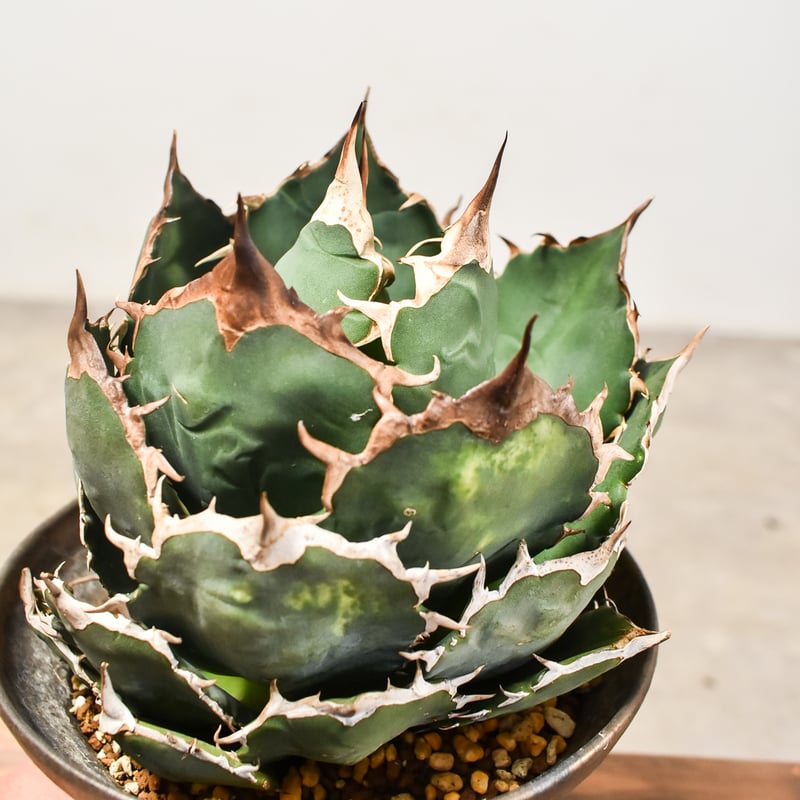 アガベ チタノタ オテロイ 