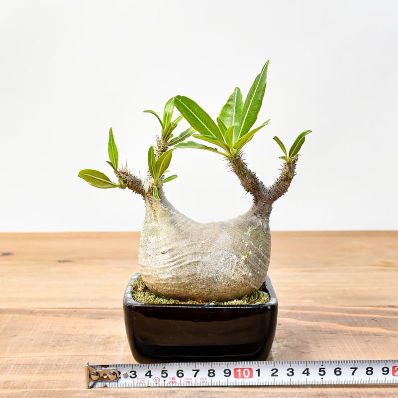 WACK” ON YOUR SIDE】パキポディウム グラキリス WACK-B094 |