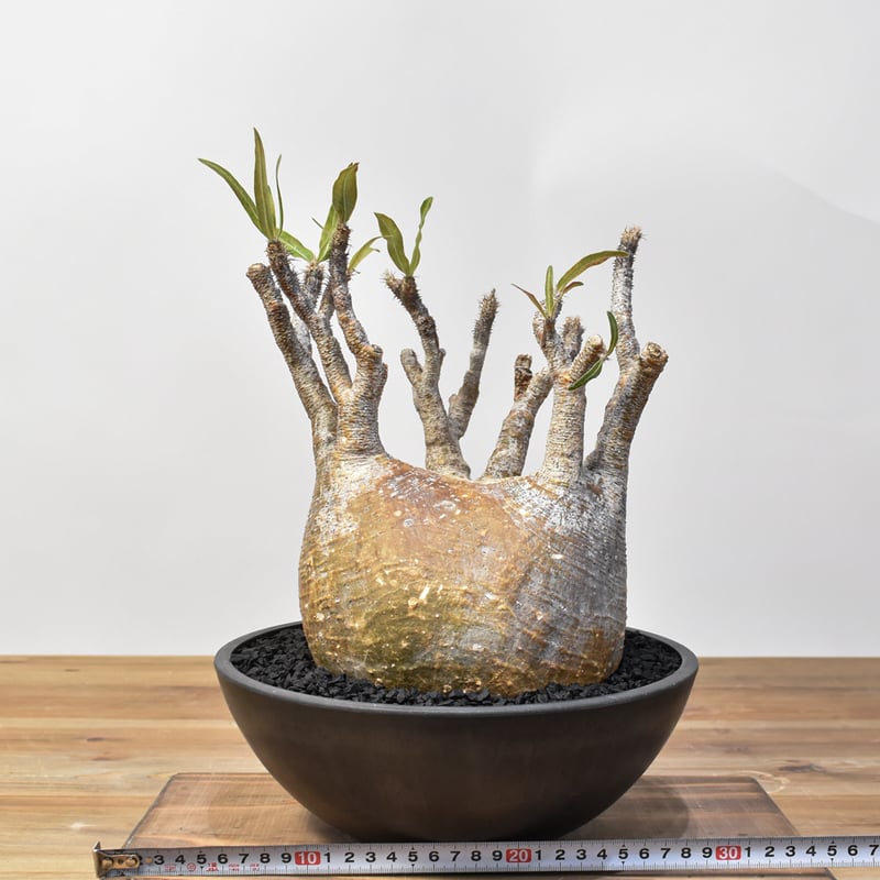 パキポディウムグラキリス　発根済　neighborhood SRL パキポディウム グラキリス Pachypodium gracilius 発根済 (商品