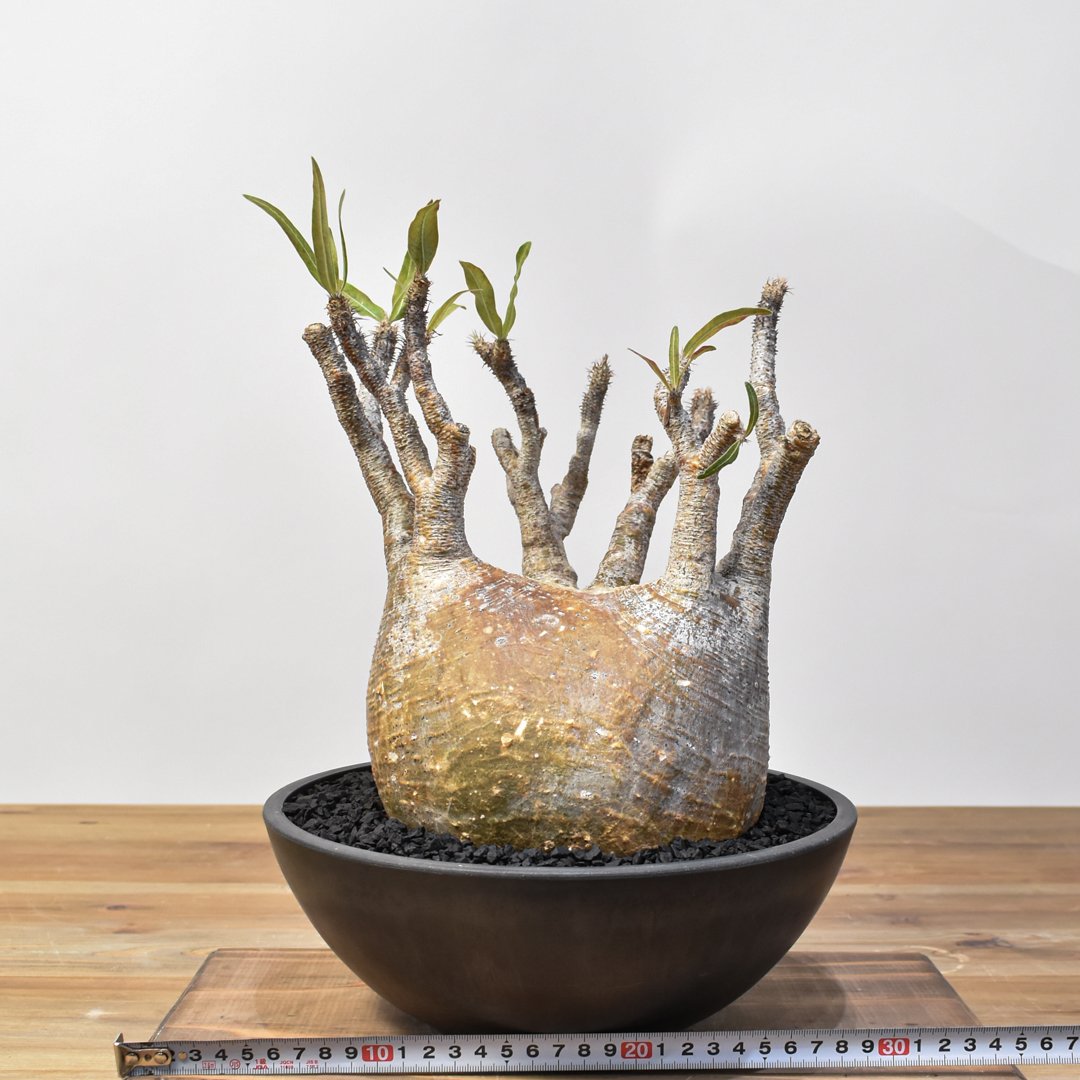 パキポディウム グラキリス 【発根済み】RFKN25010876 | RAFLUM