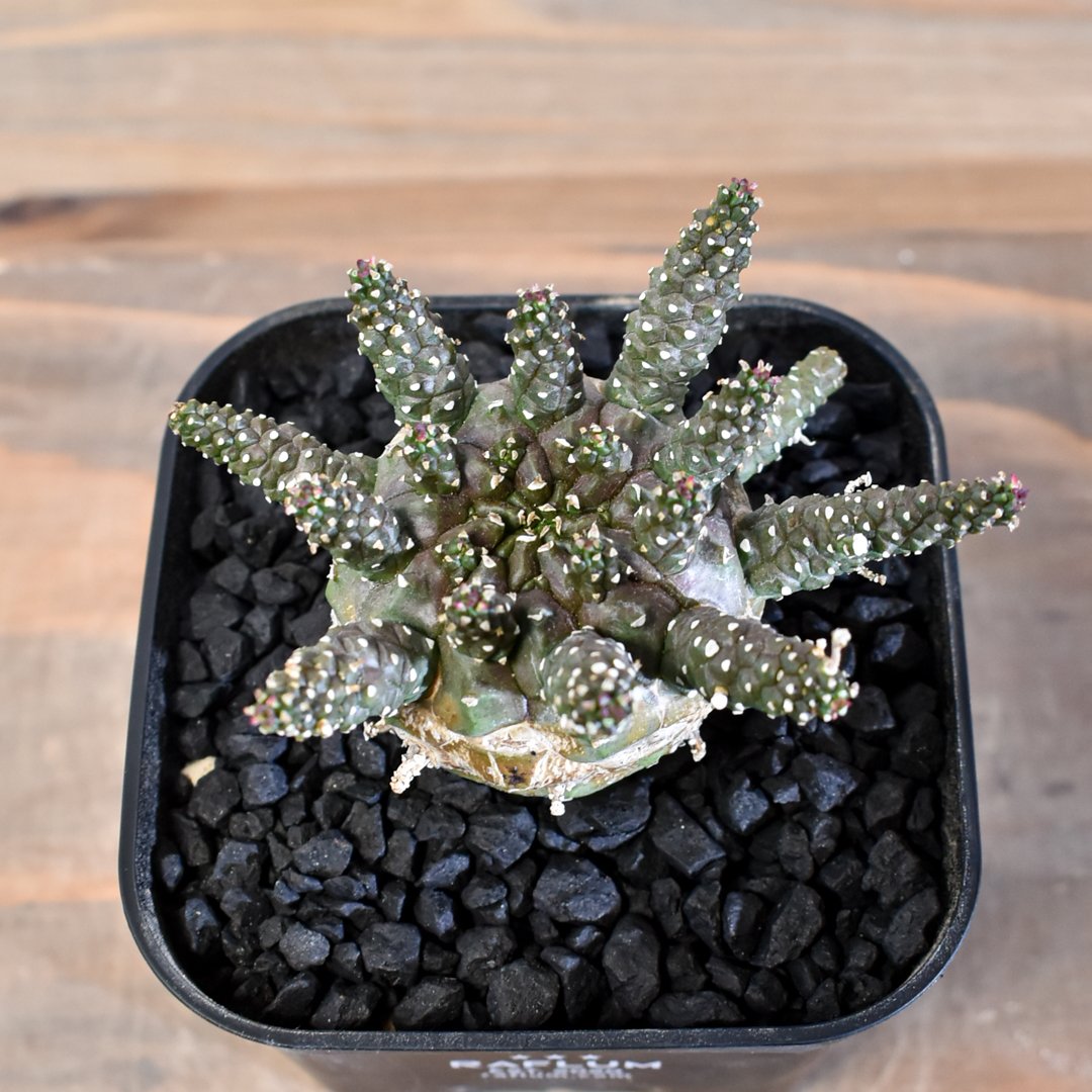 ユーフォルビア ガムケンシス【実生】RFHK25011180(T) | RAFLUM