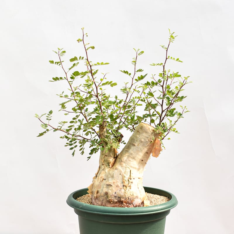 パキコルムス ディスカラー 