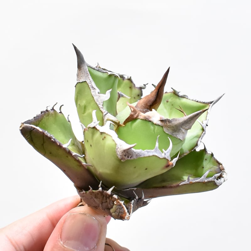 アガベ チタノタ 