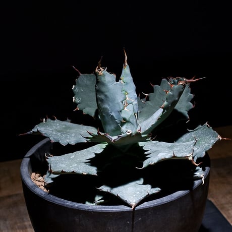 CATEGORY チタノタ マルガリータ | RAFLUM / ラフラム｜東京