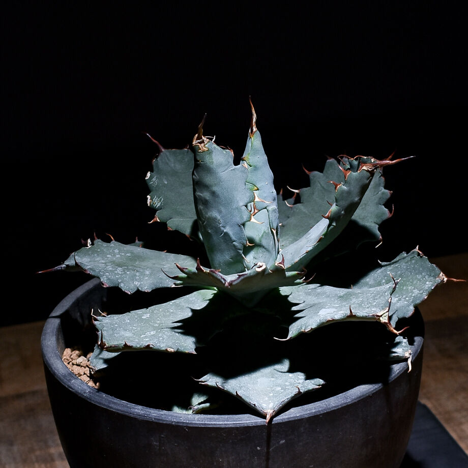 fit=scale-down,w=1200