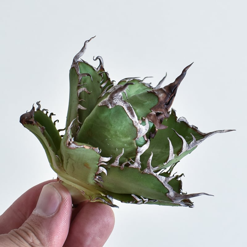 アガベ チタノタ チーター 