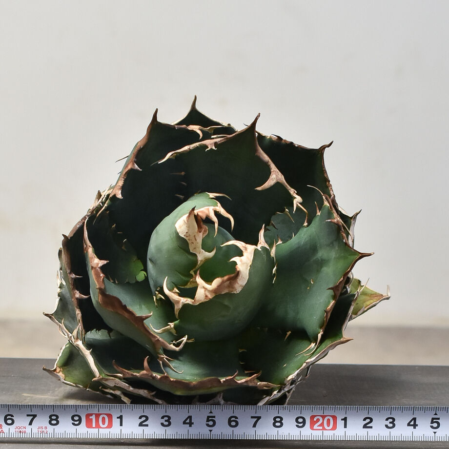 アガベ チタノタ オテロイ 