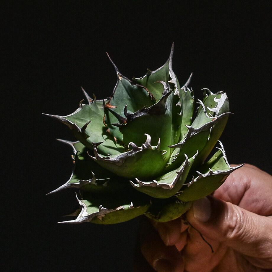 アガベ チタノタ アガベ チタノタ NO.1 | hanayoshi-botanical