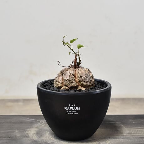 CATEGORY 亀甲竜（ディオスコエレファンティペス） | RAFLUM