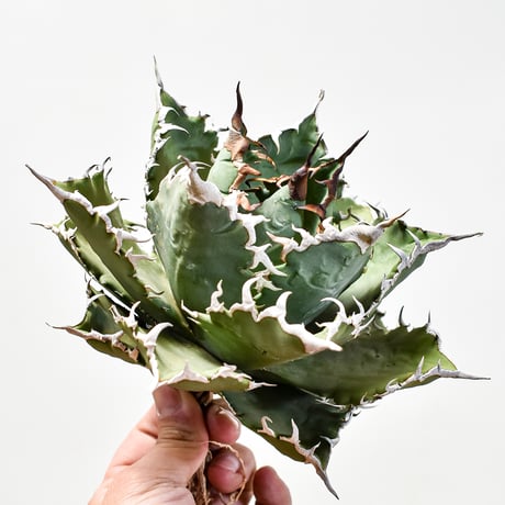 アガベ　狂棘夕映　夕映厳竜 アガベ・チタノタ 夕映厳竜-008｜agave titanota Solar Eclipse