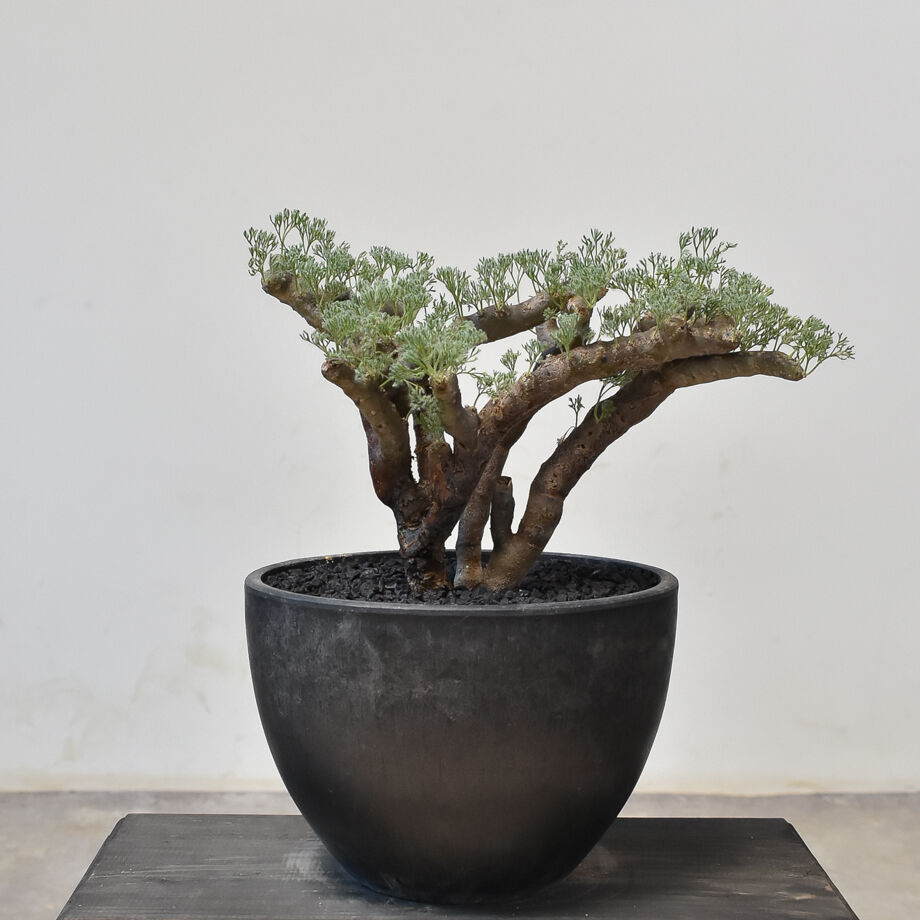 モンソニア　ムルチフィダ　現地球　発根確認済み（サルコカウロン　ムルチフィズム） サルコカウロン ムルチフィズム 現地株 (モンソニア)