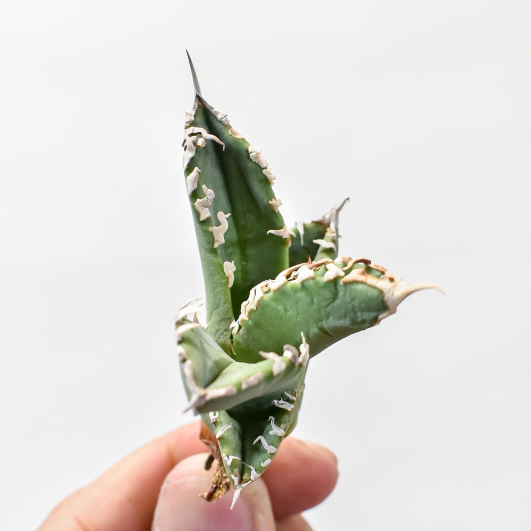 アガベ チタノタ ゴジラ 