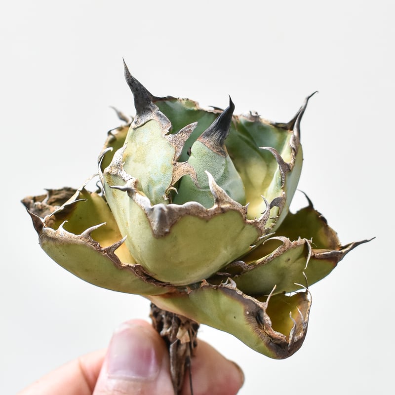 アガベ チタノタ ブラックアンドブルー / BB 藍球 【台湾 dragon