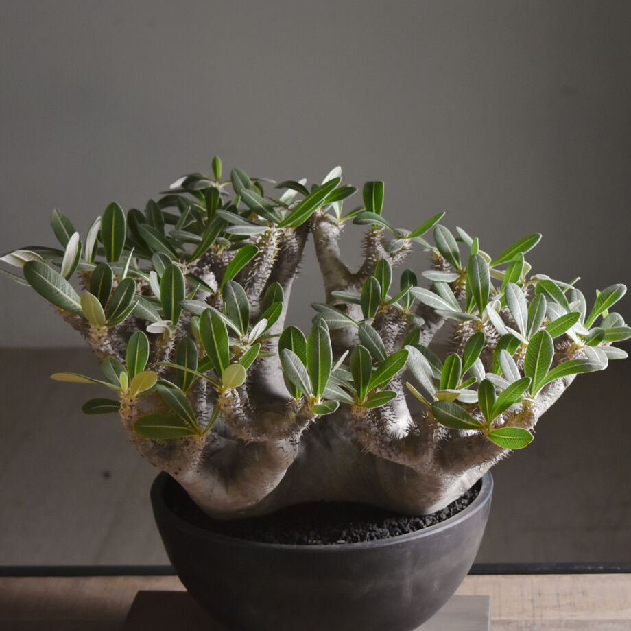 ASK】パキポディウム ブレビカリックス 大型株【-RAFLUMスペシャル株