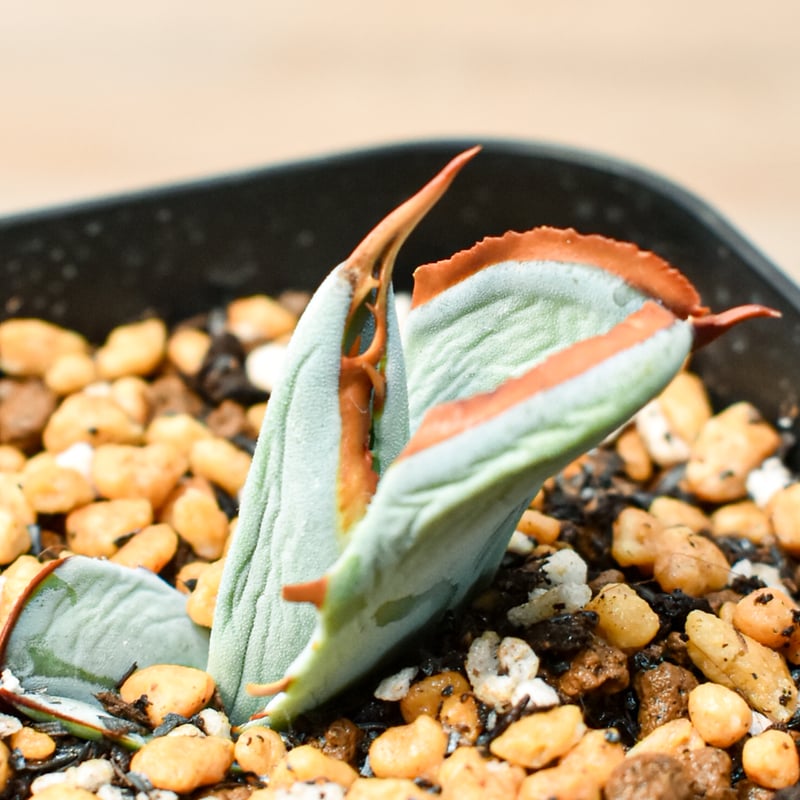 アガベ　ハイブリッド　屈原×雷神　真っ白個体発根済み アガベ ハイブリッド 屈原×雷神 真っ白個体発根済み