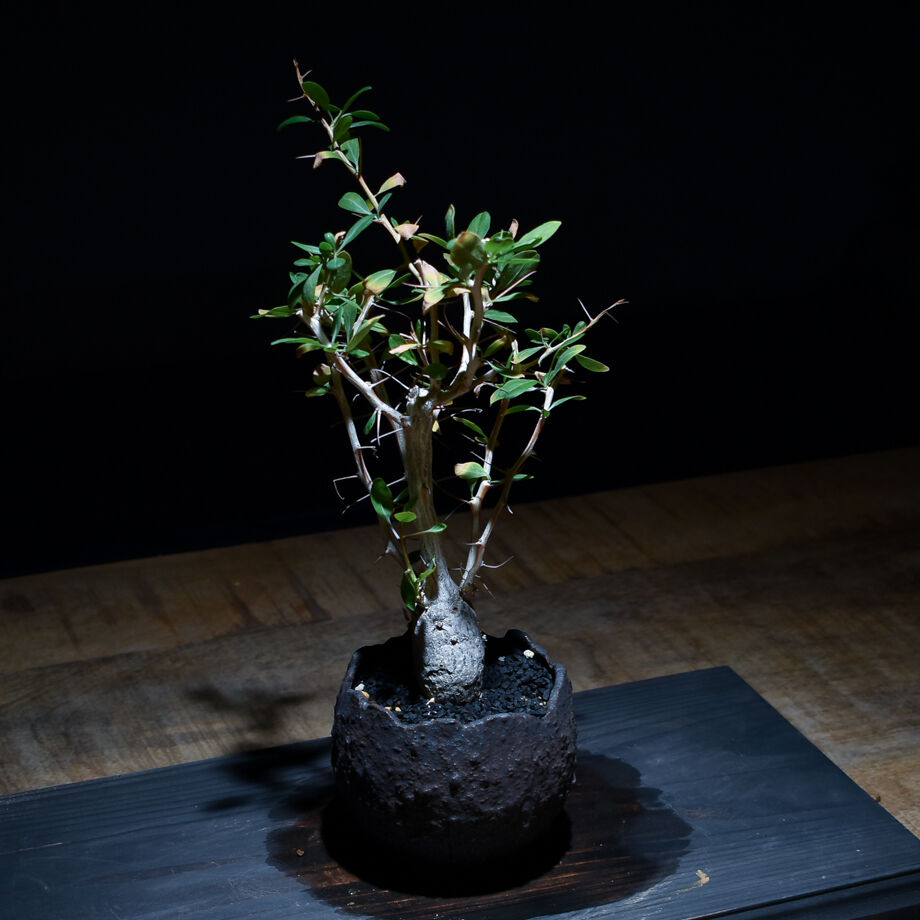 フォークイエリア コルムナリス 