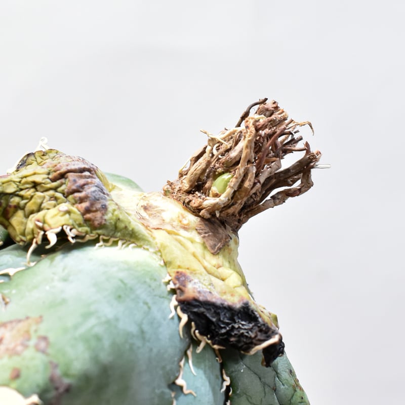 RAFLUM特選株】アガベ チタノタ “精品白鯨” 【台湾 dragon agave RAFLUM特選株】アガベ チタノタ “精品白鯨” 【台湾 dragon agave