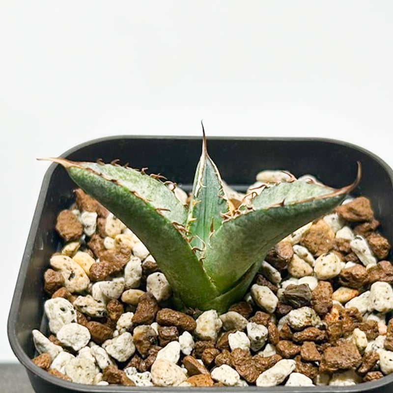 アガベ　こばりょう アガベ チタノタ 