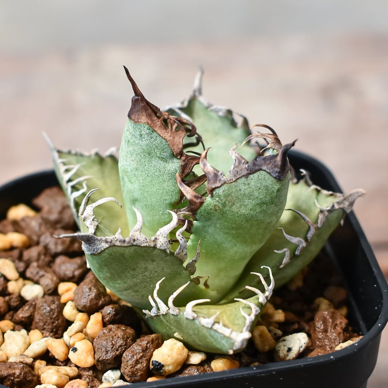 アガベ チタノタ 