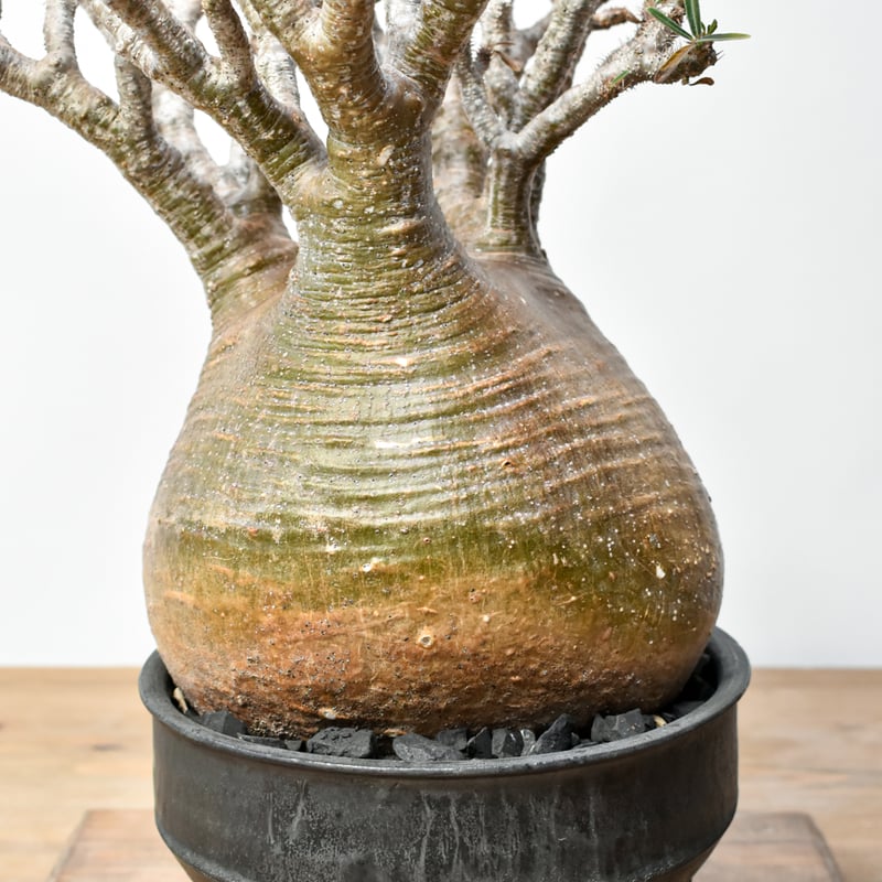 RAFLUMコレクション】パキポディウム グラキリス 