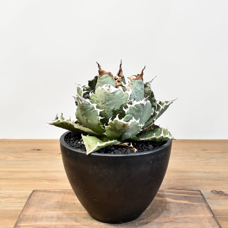 アガベ チタノタ ソーラーエクリプス 