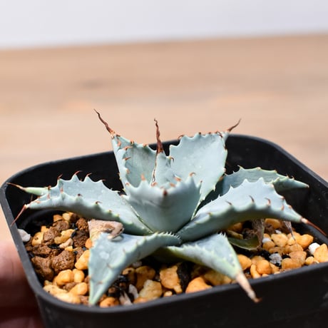 アガベ ハイブリット 日系イシスメンシス×象牙妖炎（陽炎エボリ）【台湾botanical_seeker産】RF25011407