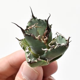 10/31(木)20:00】ブツブツ系の代名詞 麻花龍と、麻花のOC株をお手頃