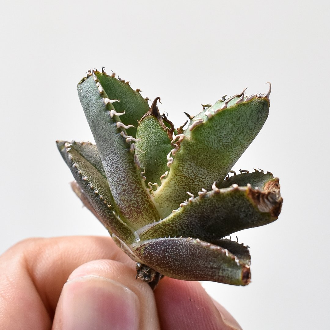 多肉植物チタノタアガベ 鷹の目TC株(アガベ チタノタ 金鷹【29 多肉植物チタノタアガベ 鷹の目TC株(アガベ チタノタ 金鷹【29