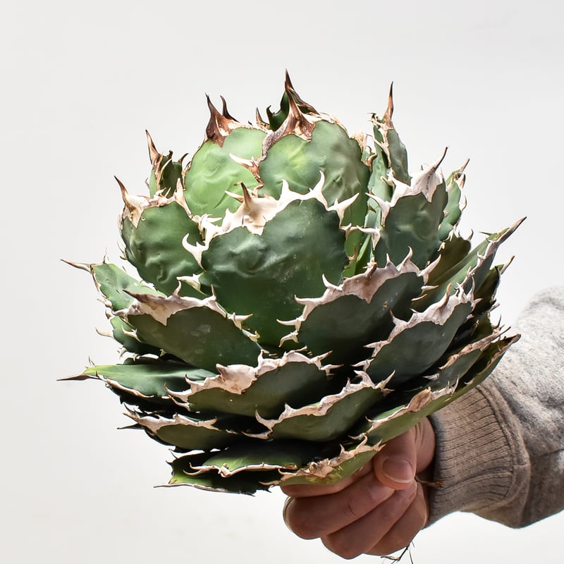 アガベ チタノタ オテロイ 