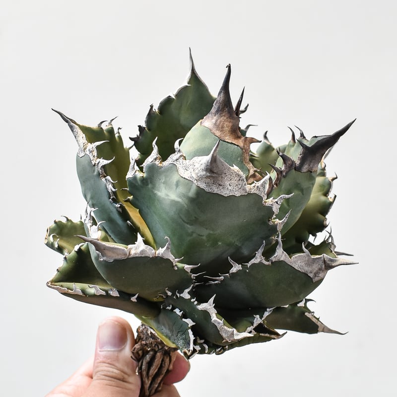 アガベ チタノタ ホワイトファイヤー / 白炎, 白火焔 