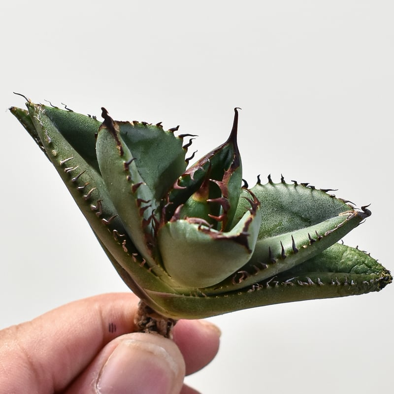 アガベ チタノタ アガベ チタノタ