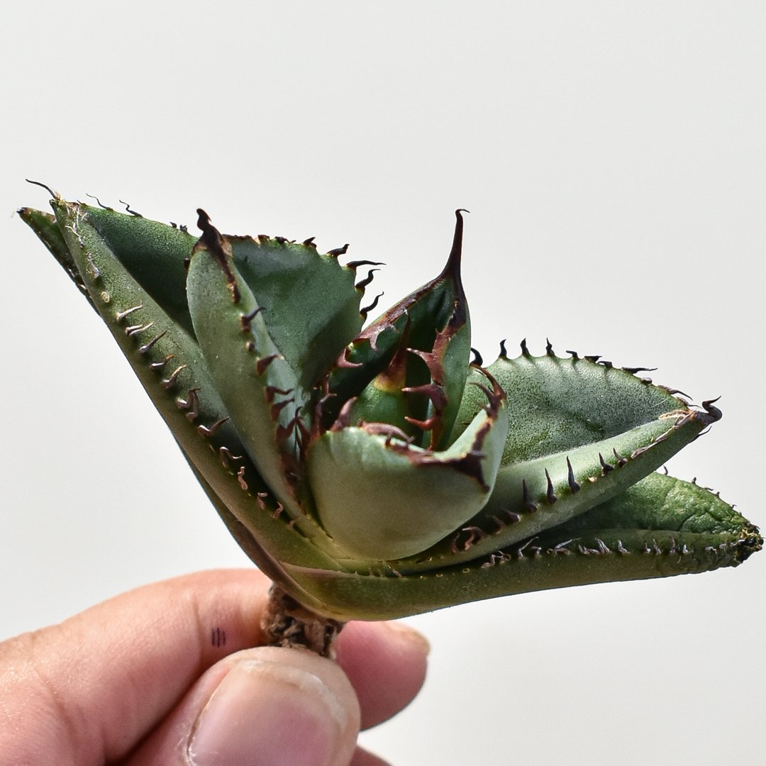 アガベ チタノタ アガベ チタノタ